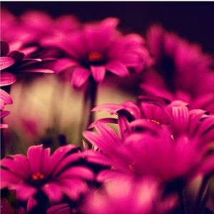 Meet your Posher, Terri-lynn